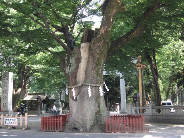 The 981 year old Master Tree at the Okunitama Shrine in Fuchu, Japan.