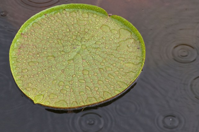 Large-round-lilypad-w-rain-n097210