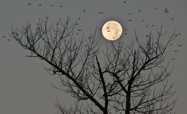 "Full Moon" (c) David Foster 2007