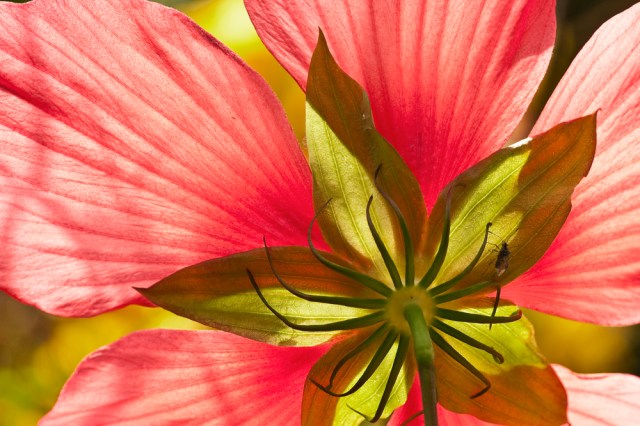 "Hibiscus Underworld" (c) David Foster 2012