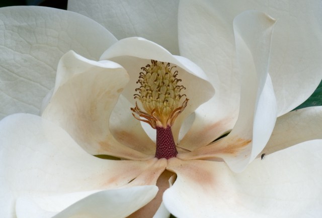 "Magnolia" (c) David Foster 2010